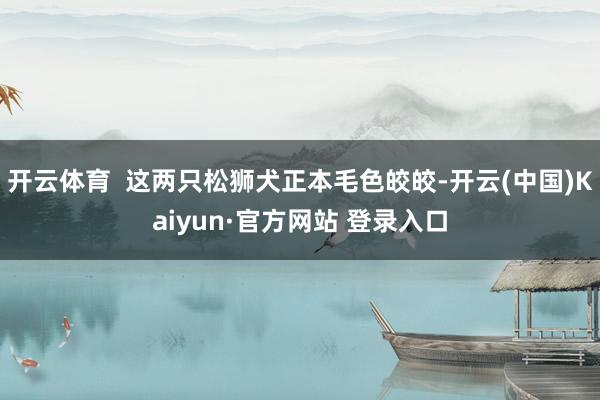 开云体育  这两只松狮犬正本毛色皎皎-开云(中国)Kaiyun·官方网站 登录入口